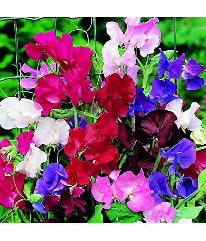     			Infintegreen Amaranth Flower ( 100 Seeds )