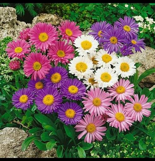     			Infintegreen Aster Flower ( 100 Seeds )