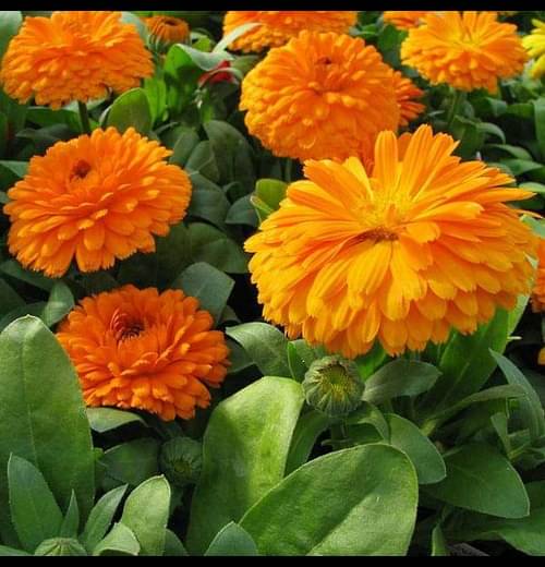     			Infintegreen Calendula Flower ( 100 Seeds )
