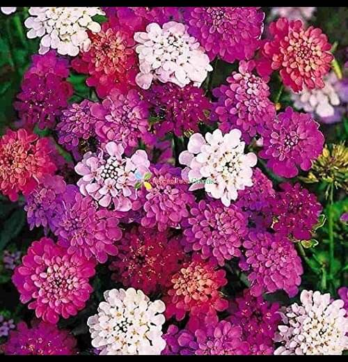     			Infintegreen Candytuft Flower ( 100 Seeds )