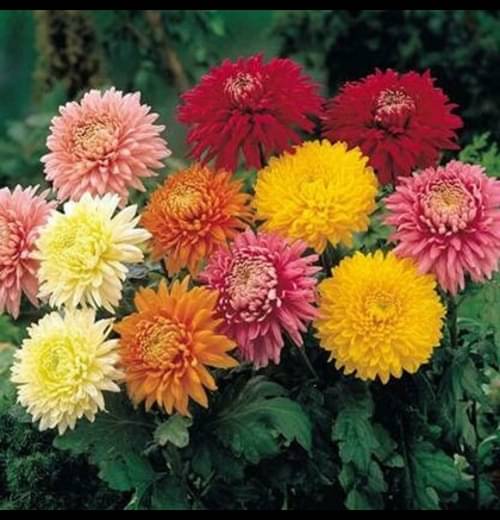     			Infintegreen Chrysanthemum Flower ( 100 Seeds )