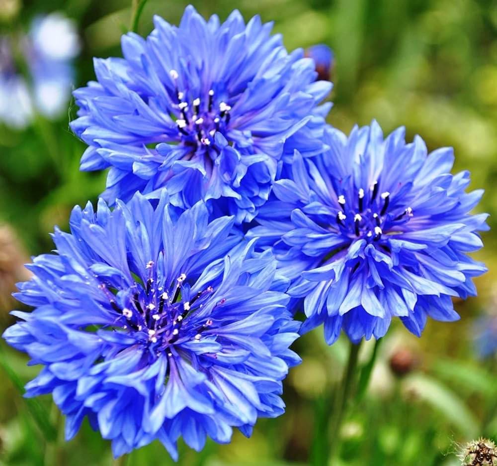     			Infintegreen Corn Flower ( 100 Seeds )
