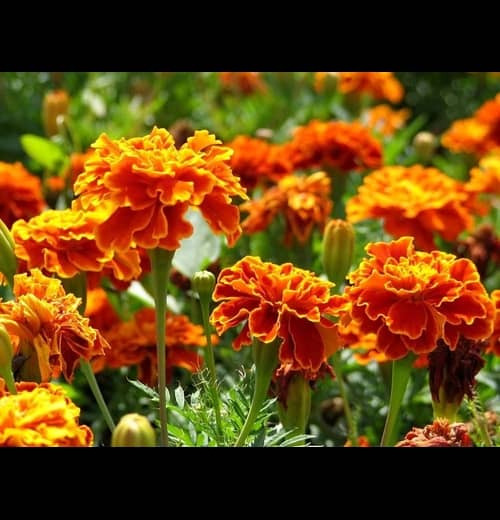 Infintegreen French Marigold Chintamani Flower ( 100 Seeds )