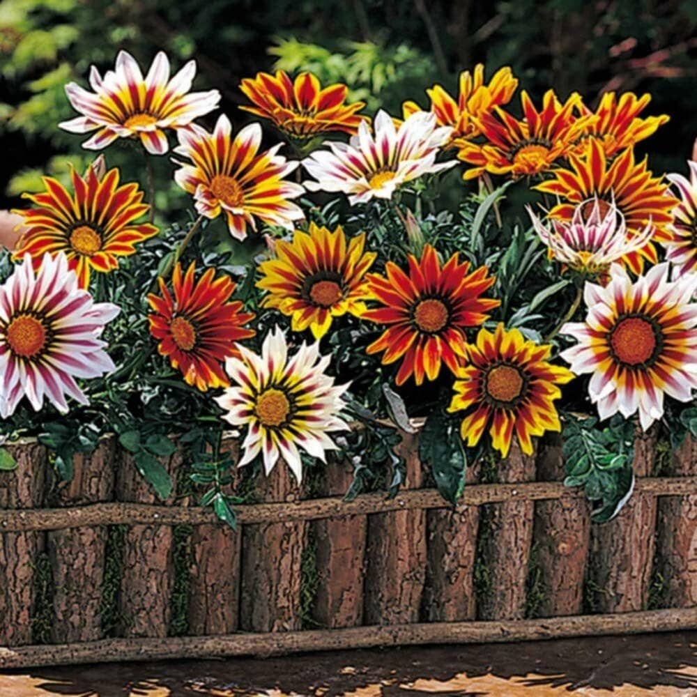 Infintegreen Gazania Flower ( 100 Seeds )