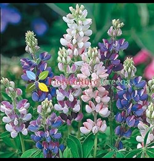     			Infintegreen Lupin Flower ( 100 Seeds )
