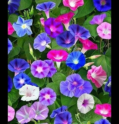     			Infintegreen Moringa Flower ( 100 Seeds )