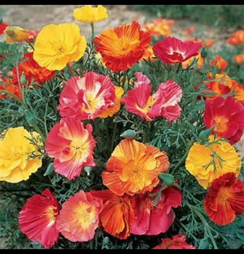     			Infintegreen Poppy California Flower ( 100 Seeds )