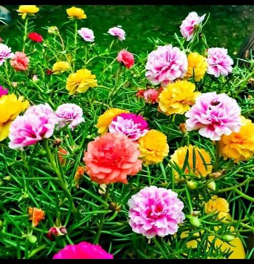     			Infintegreen Portulaca Flower ( 100 Seeds )
