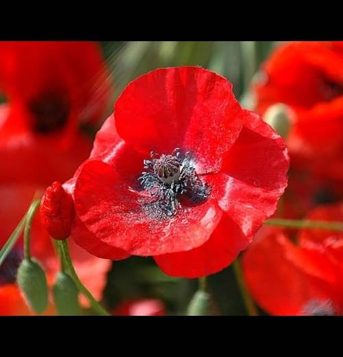     			Infintegreen Red Lettuce Flower ( 100 Seeds )