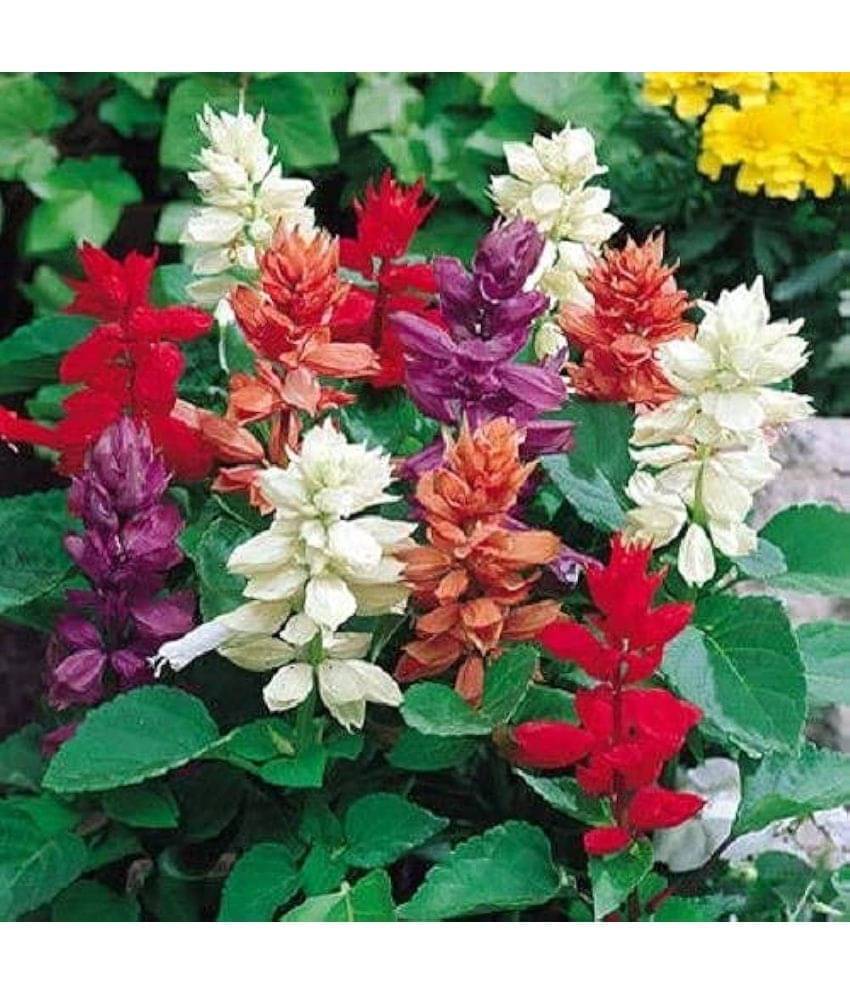     			Infintegreen Salvia Flower ( 100 Seeds )