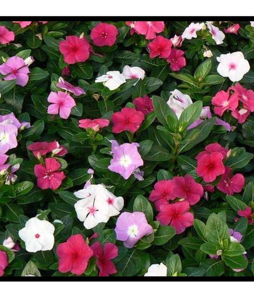     			Infintegreen Vinca Flower ( 100 Seeds )