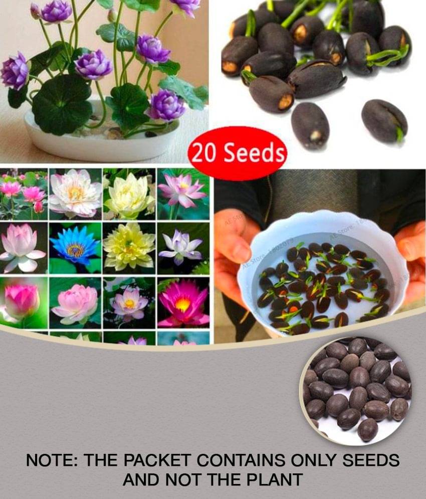     			sky star agro & co. - Lotus Flower ( 20 Seeds )