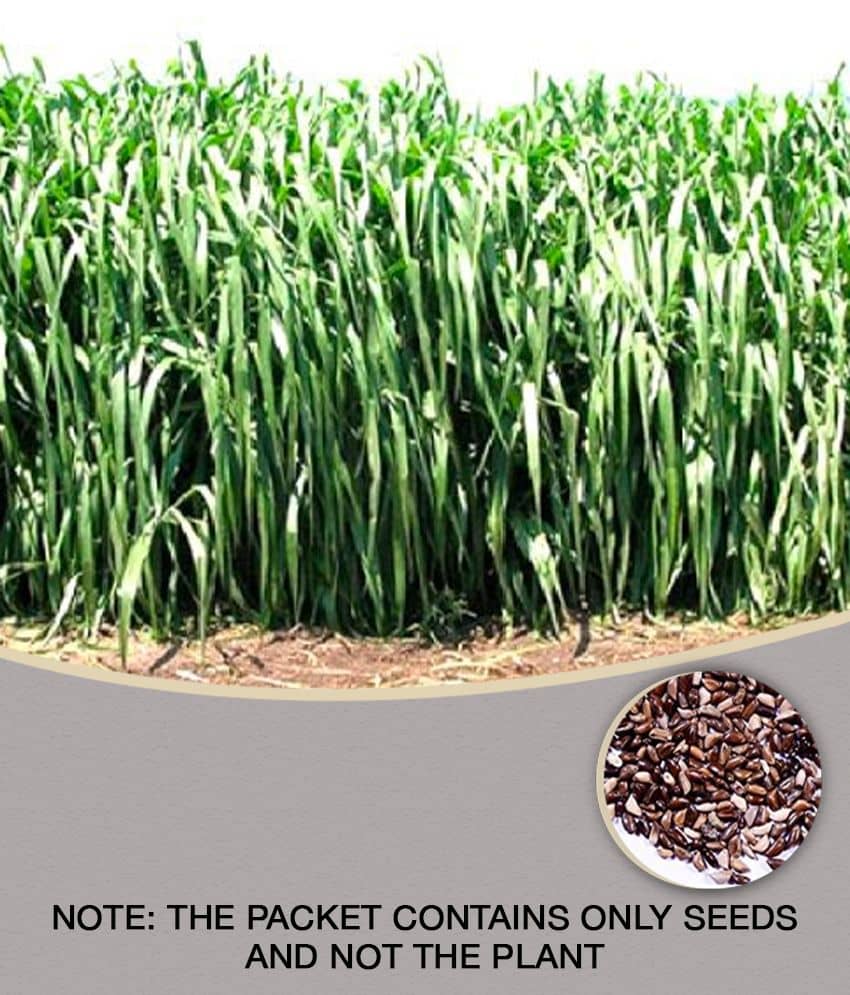 SUPER NAPIER GRASS ( PACK OF 500 SEEDS) WITH MANUAL
