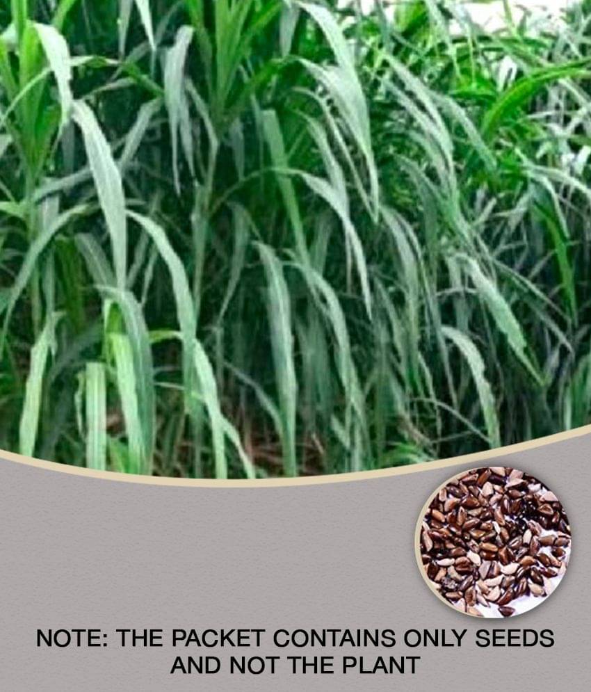    			SUPER NAPIER GRASS Seed (APPROX 500 SEEDS per packet)