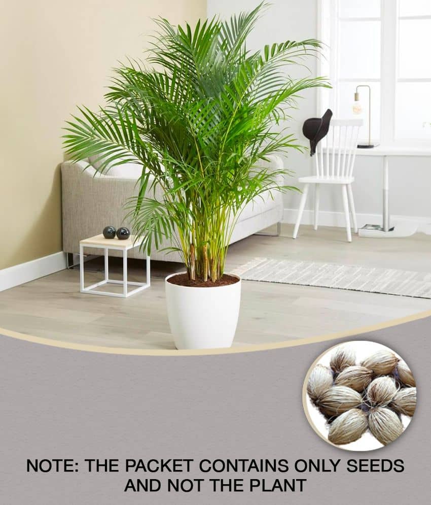 homeagro - Areca palm Plant ( 5 Seeds )