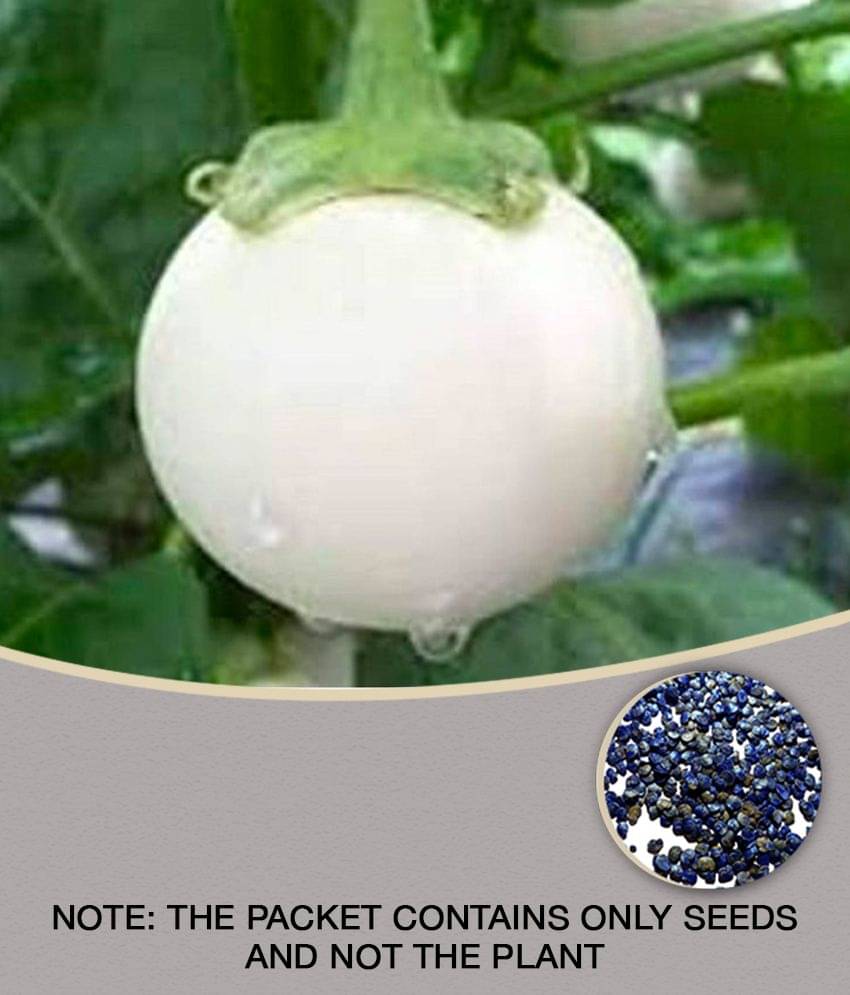     			Matrix White Eggplant-Brinjal Baigen Seed