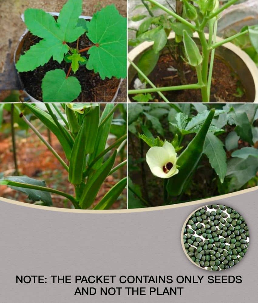 Okra Bhindi Pusa Sawni - Desi Vegetable 50 Seeds