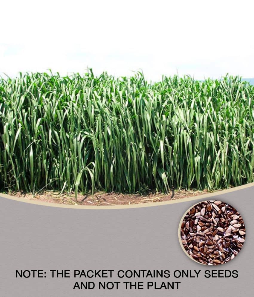 sky star agro & co. - Grass Seeds ( SUPER NAPIER GRASS SEED - 500 )