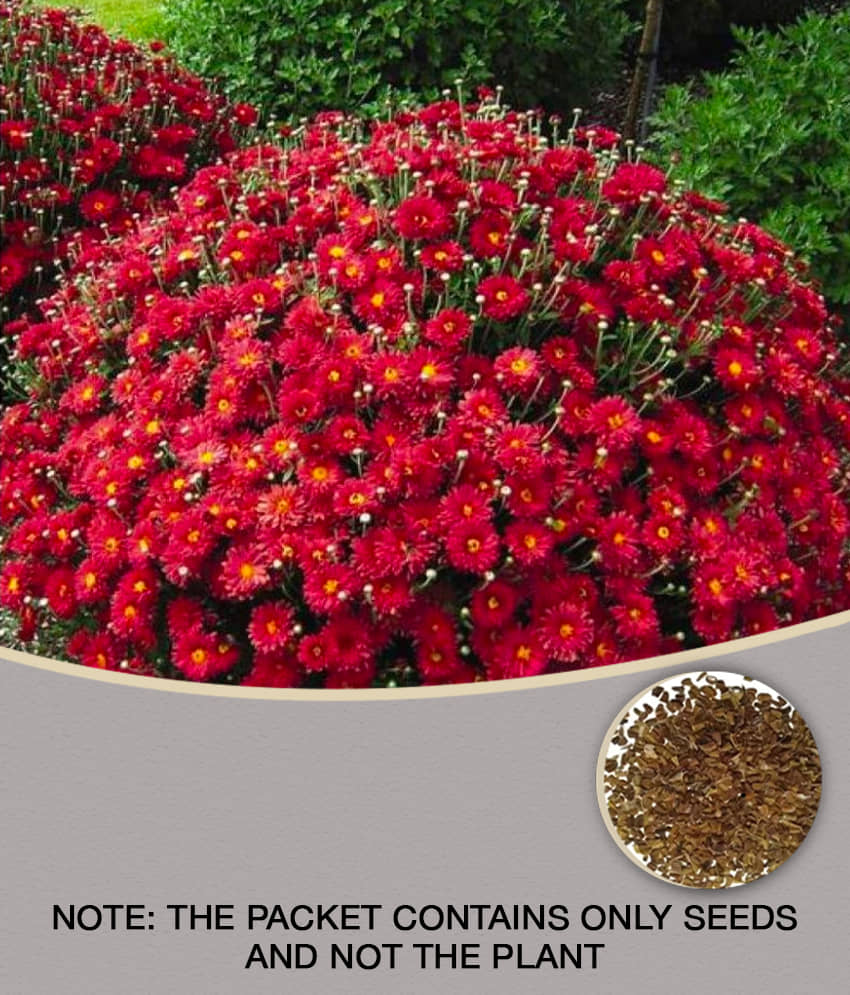 homeagro - Indian Chrysanthemum Mixed Flower ( 50 Seeds )