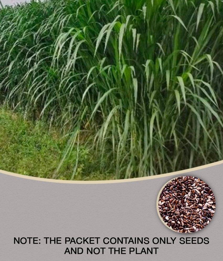 SUPER NAPIER Grass seed - 500 seeds/Pack, FOR OUTDOOR GARDENING USE FOR ANIAMAL FOOD Instruction Manual Inside Package     			SUPER NAPIER Grass seed - 500 seeds/Pack, FOR OUTDOOR GARDENING USE FOR ANIAMAL FOOD Instruction Manual Inside Package