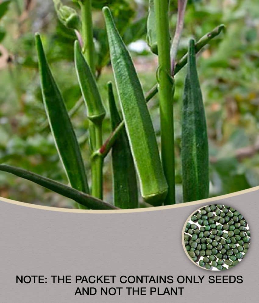 Bhindi, Okra F1 - Vegetable Seeds (Pack Of 50 Seeds) + Guava seed free ( 10 seed )