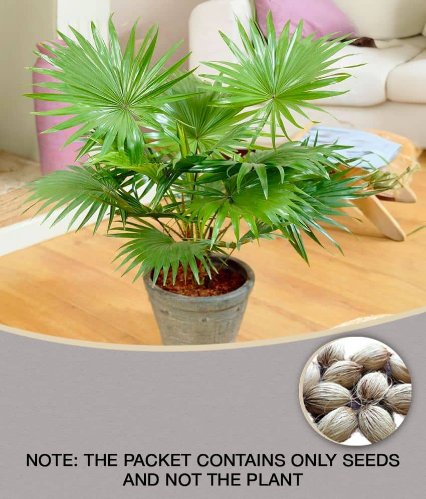 ARECA PALM PLANT 5 SEEDS PACK FOR HOME GARDENING USE INDOOR OUTDOOR WITH FREE COCO PEAT COMBO PACK WITH USER MANUAL
