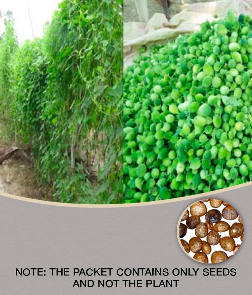 homeagro - Kantola Vegetable ( 20 Seeds )