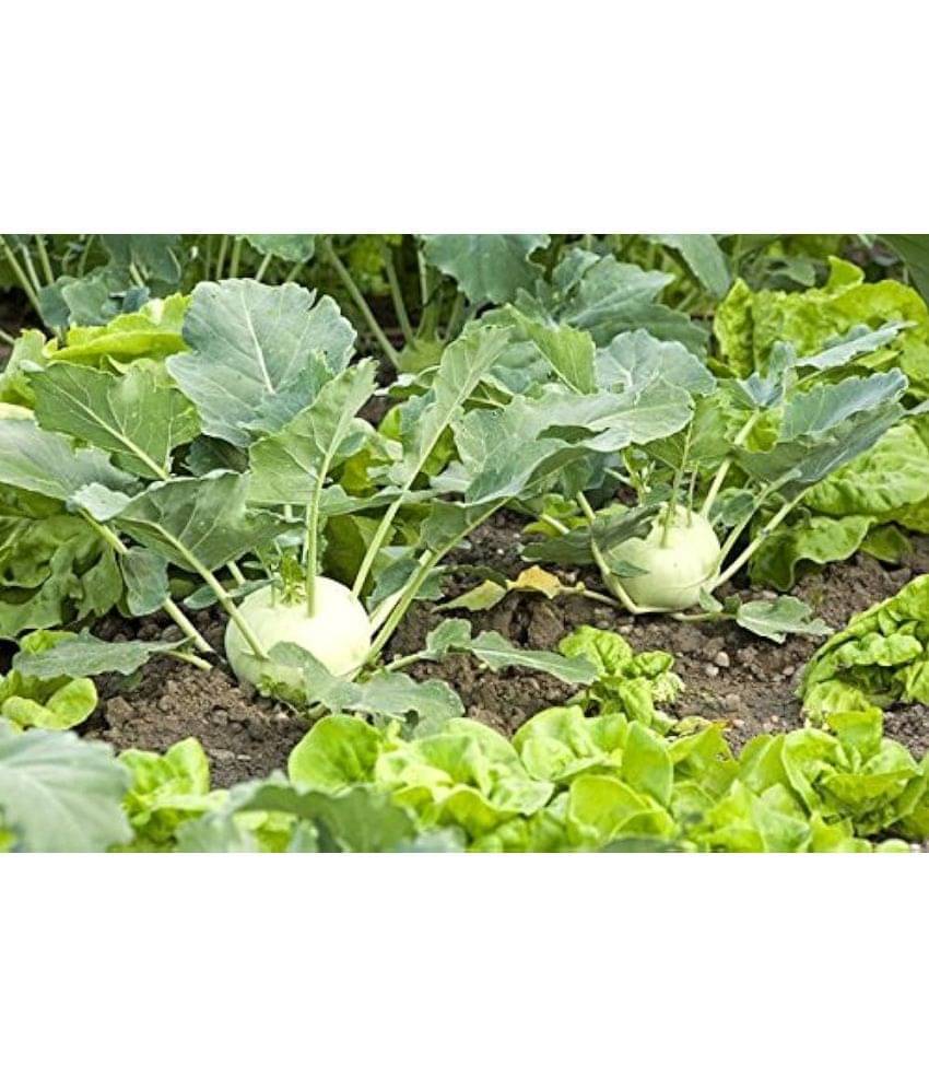     			Infintegreen Amaranth Vegetable ( 100 Seeds )