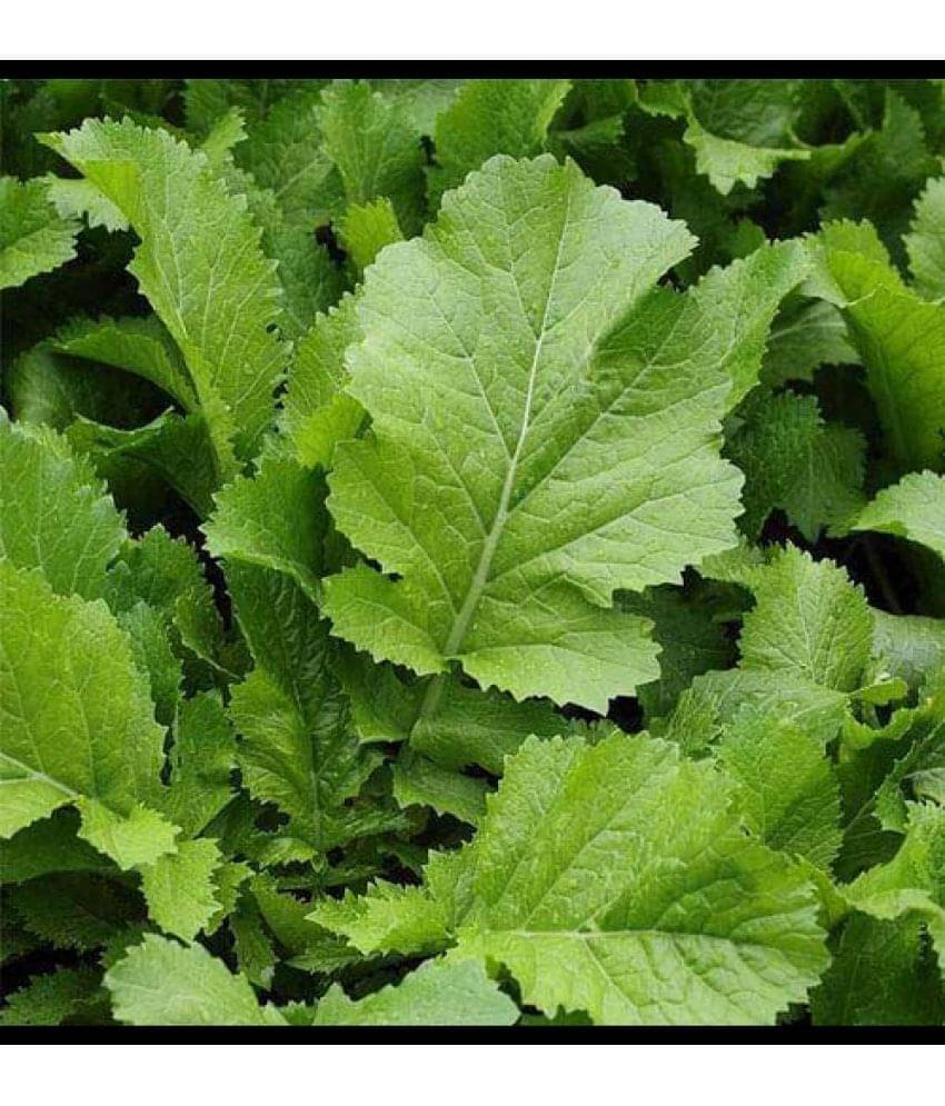     			Infintegreen Amaranth Vegetable ( 100 Seeds )