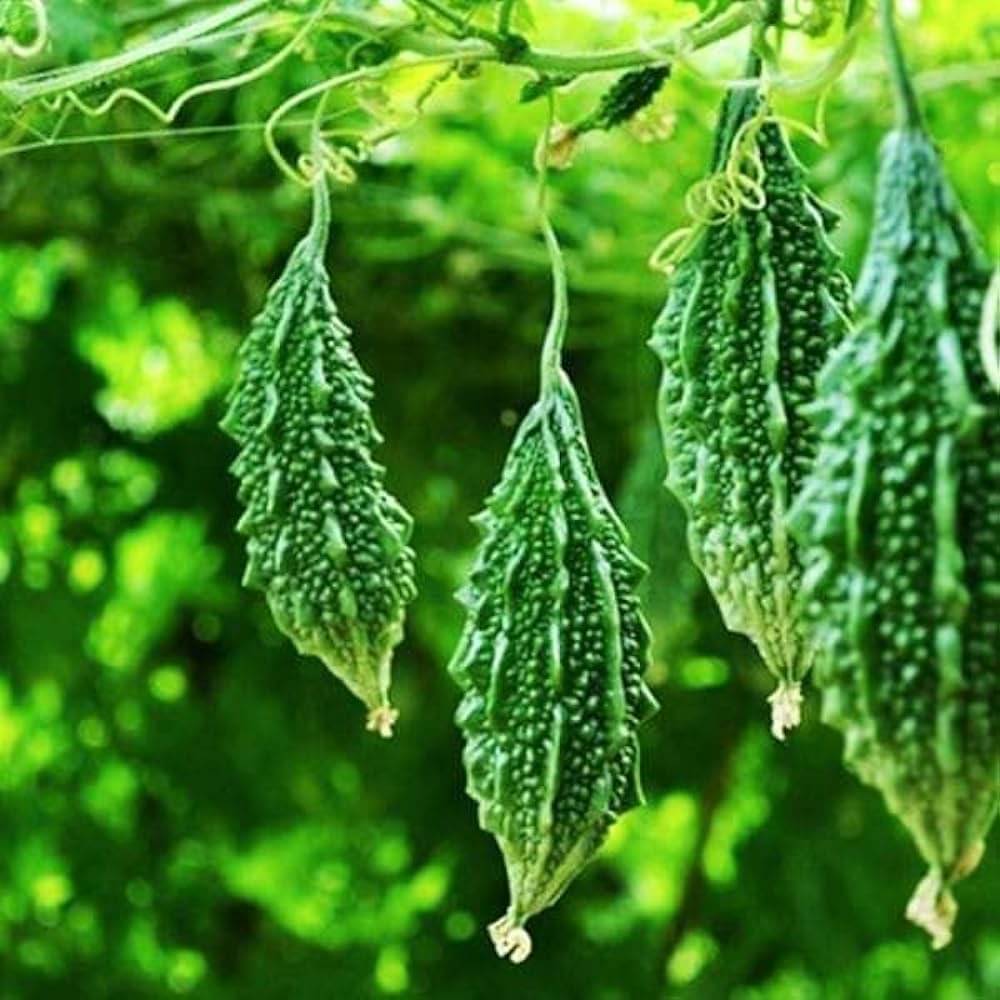     			Infintegreen Bitter Gourd Vegetable ( 100 Seeds )