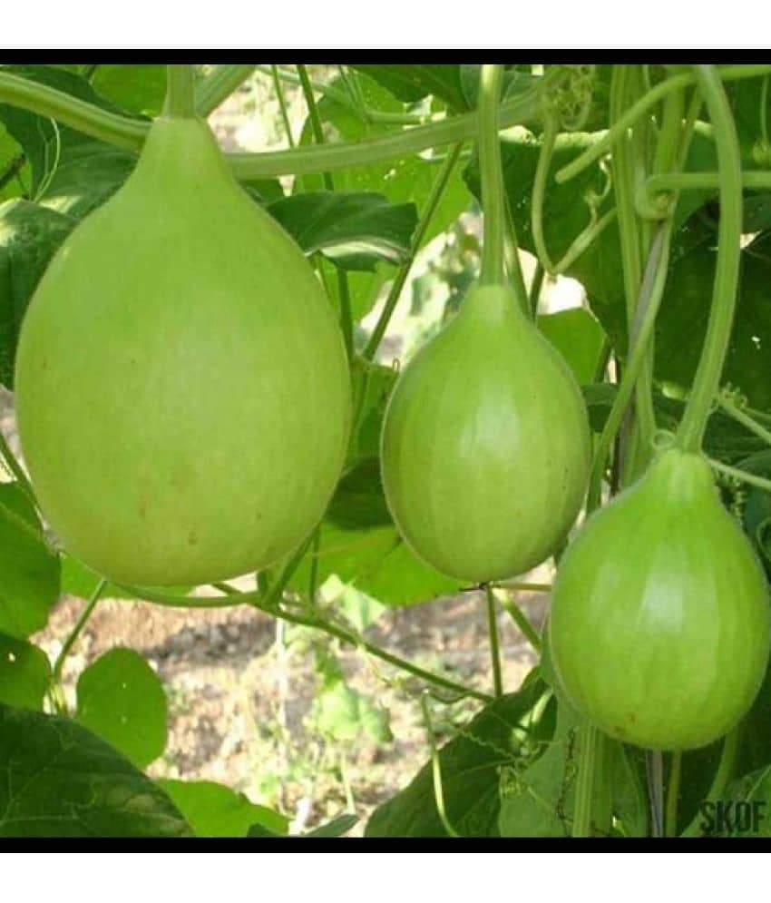 Infintegreen Bottle Gourd Vegetable ( 100 Seeds )