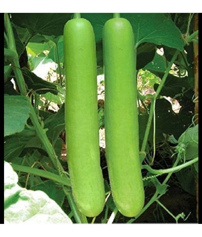     			Infintegreen Bottle Gourd Vegetable ( 100 Seeds )