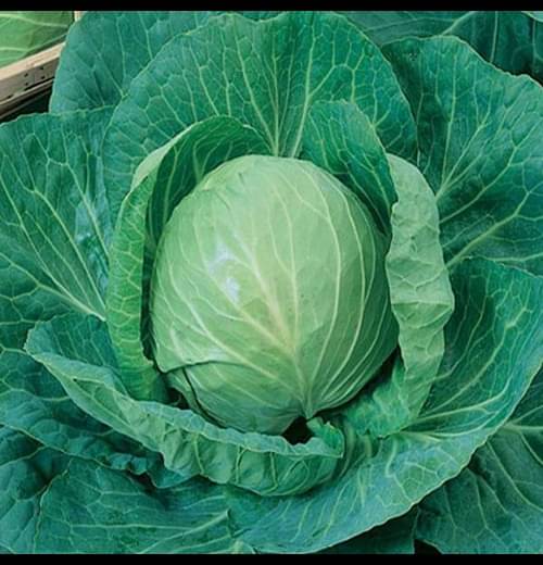     			Infintegreen Cabbage Vegetable ( 100 Seeds )