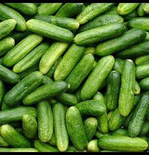     			Infintegreen Cucumber Vegetable ( 100 Seeds )