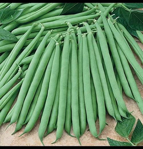     			Infintegreen French Beans Vegetable ( 100 Seeds )