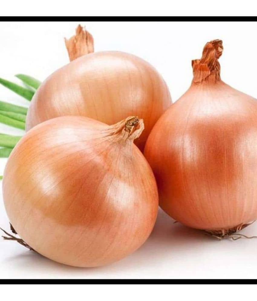 Infintegreen Onion Vegetable ( 100 Seeds )