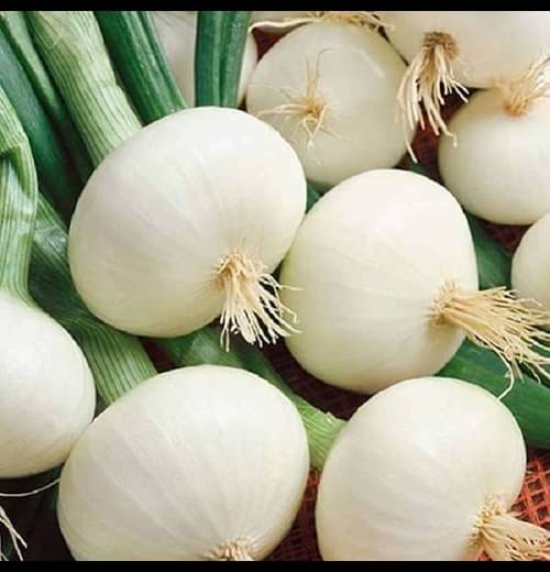     			Infintegreen Onion Vegetable ( 100 Seeds )