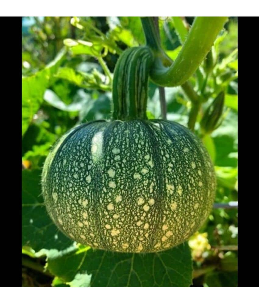 Infintegreen Pumpkin Vegetable ( 100 Seeds )