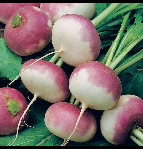     			Infintegreen Turnip Vegetable ( 100 Seeds )