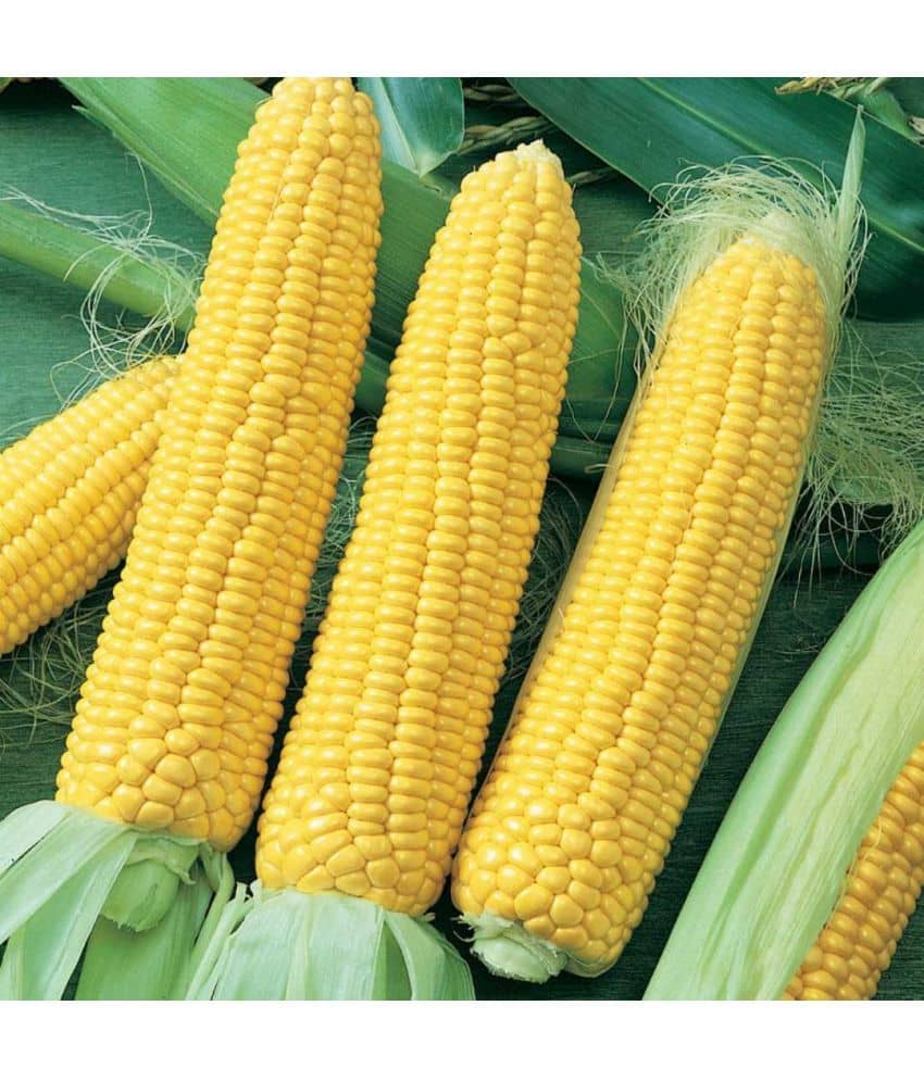 Infintegreen Sweet Corn Vegetable ( 100 Seeds )
