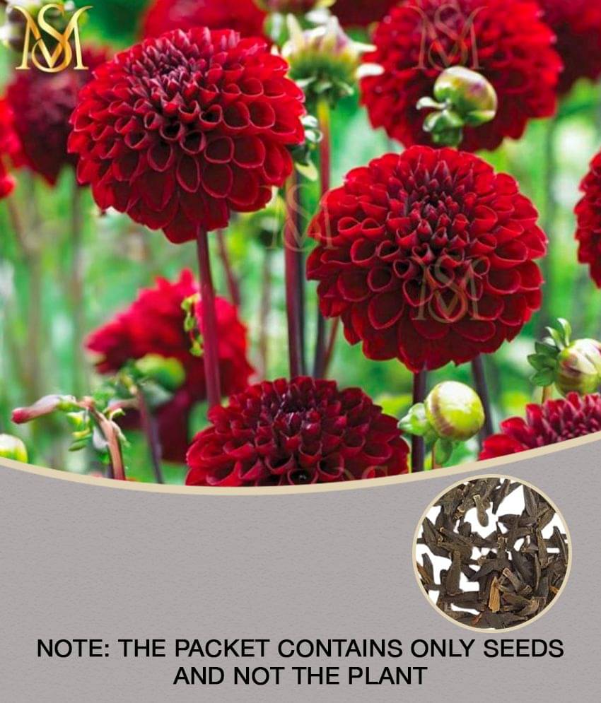 MS Dalhia Seed / Dahlia Hybrids Mixed Color - Dahlia Flower Seeds MS Dalhia Seed / Dahlia Hybrids Mixed Color - Dahlia Flower Seeds
