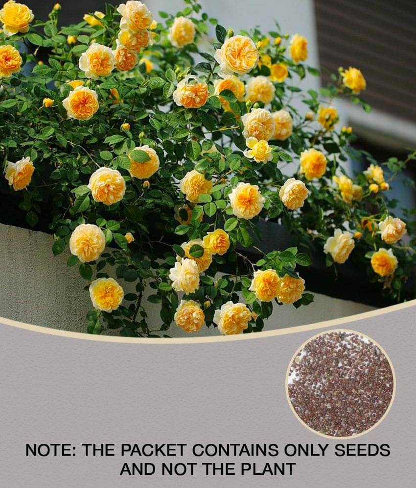     			Yellow Climbing Rose Seeds Perennial Flower Garden Decor Home 20 seeds