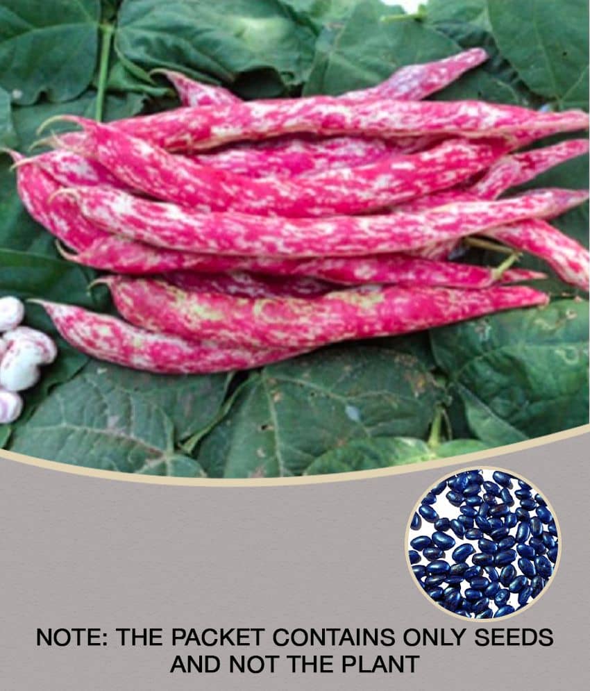 Red Beans (Sutra, Hybrid) Beans Vegetable 15 Seeds