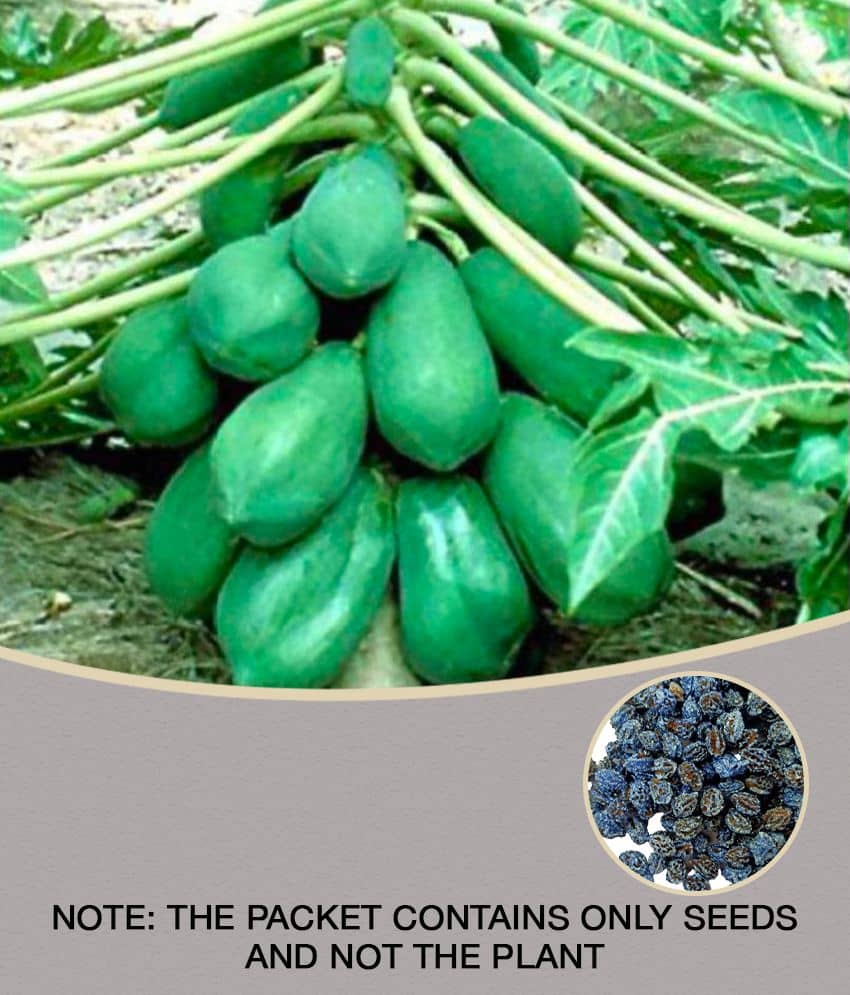 Papaya Fruit Seed | Pack of 50