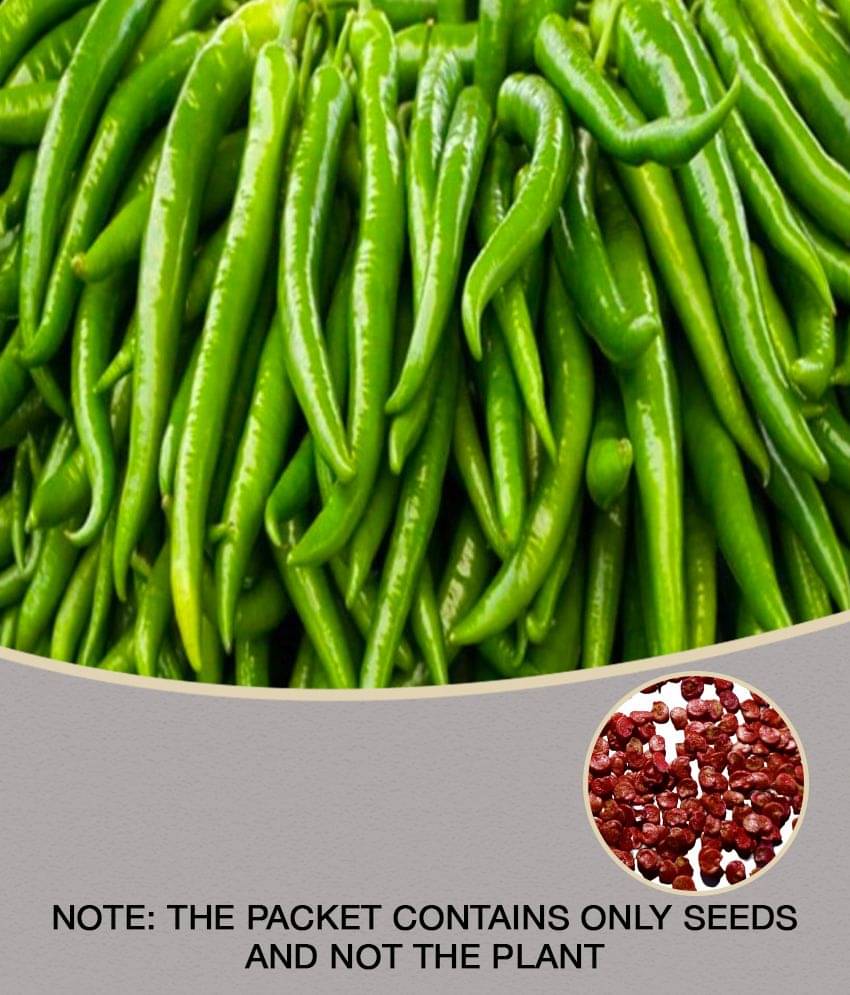    			homeagro - Chilli Vegetable ( 50 Seeds )