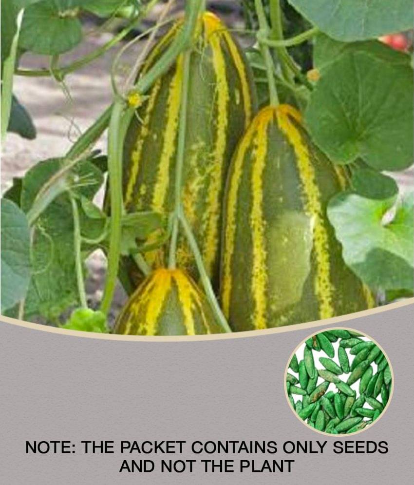 Jignisha Seeds Cucumber Vegetable ( 30 Seeds ) Jignisha Seeds Cucumber Vegetable ( 30 Seeds )