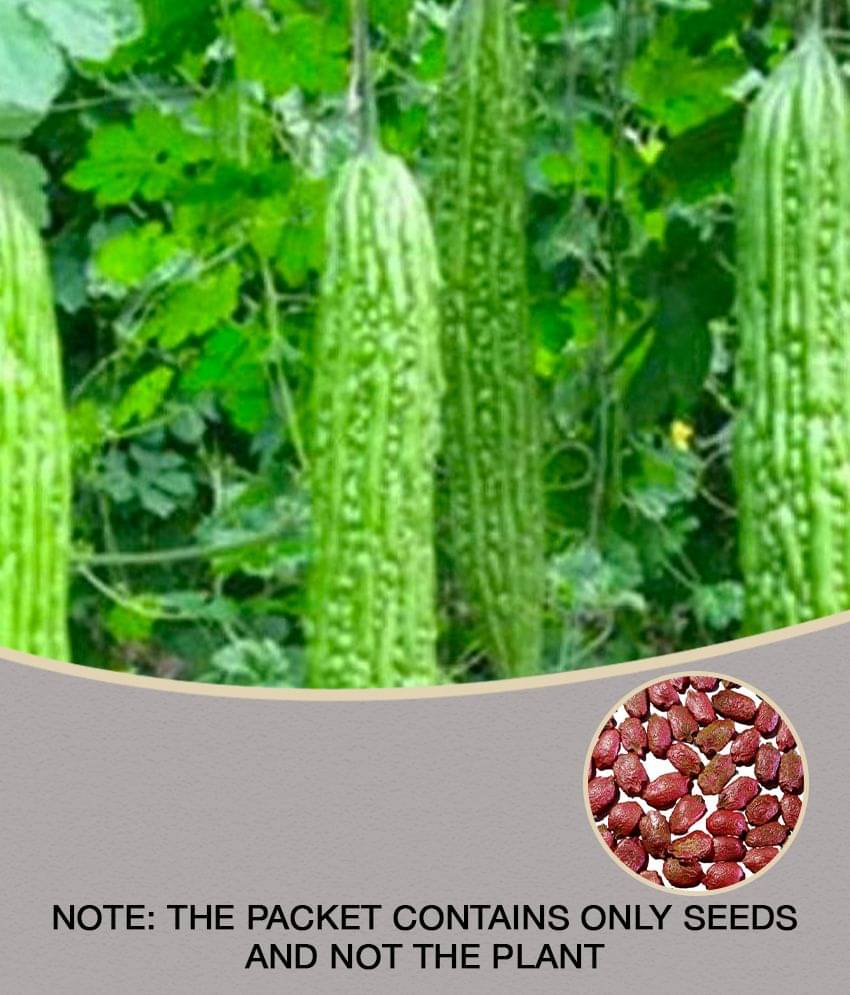     			15 Seeds of High Yield Bitter Gourd Pali F1 Hybrid Green Long for Terrace Balcony Kitchen Poly House Gardening