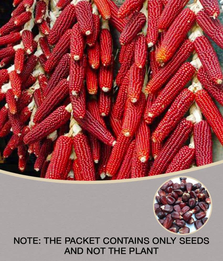 Red Corn (maize) Traditional Seeds - 50 seed