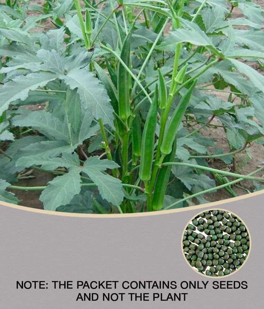 homeagro - Lady Finger Vegetable ( 50 Seeds )