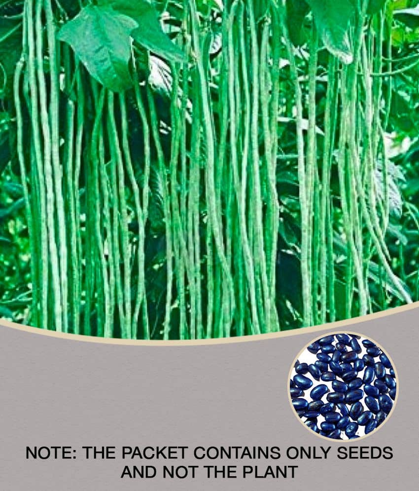 homeagro - French Beans Vegetable Seeds (Pack of 25)